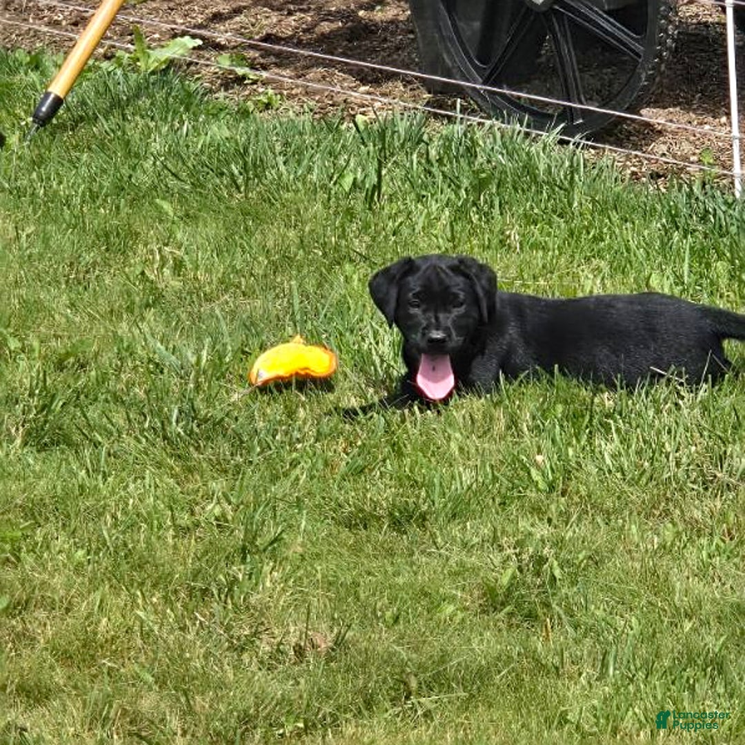 Labrador Retriever dogs for sale: Chuck - Image 1