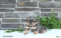 Olde English Bulldogge dogs for sale: Cam - Image 4