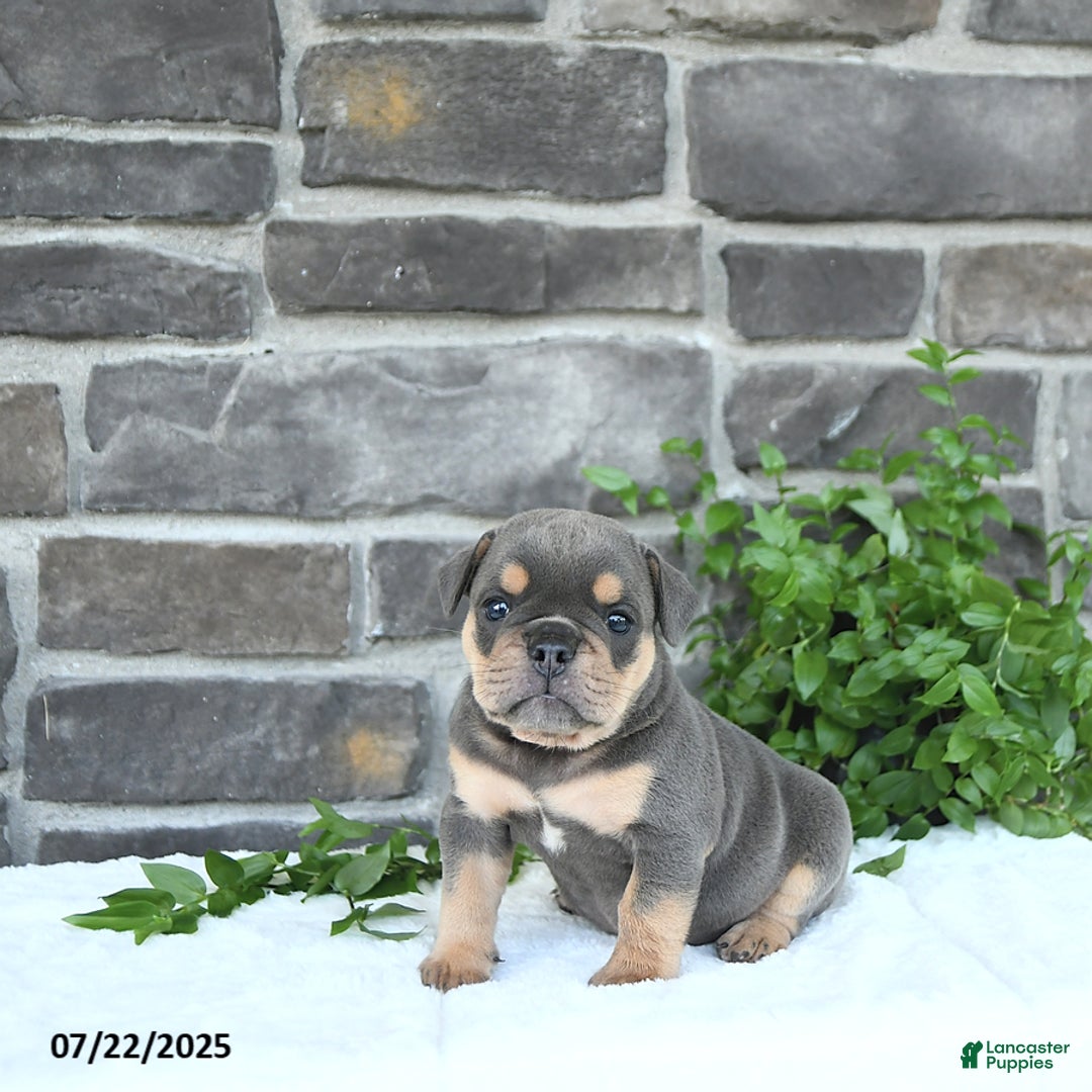 Olde English Bulldogge dogs for sale: Cam - Image 4