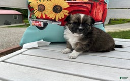 Chihuahua dogs for sale: Liam - Image 6