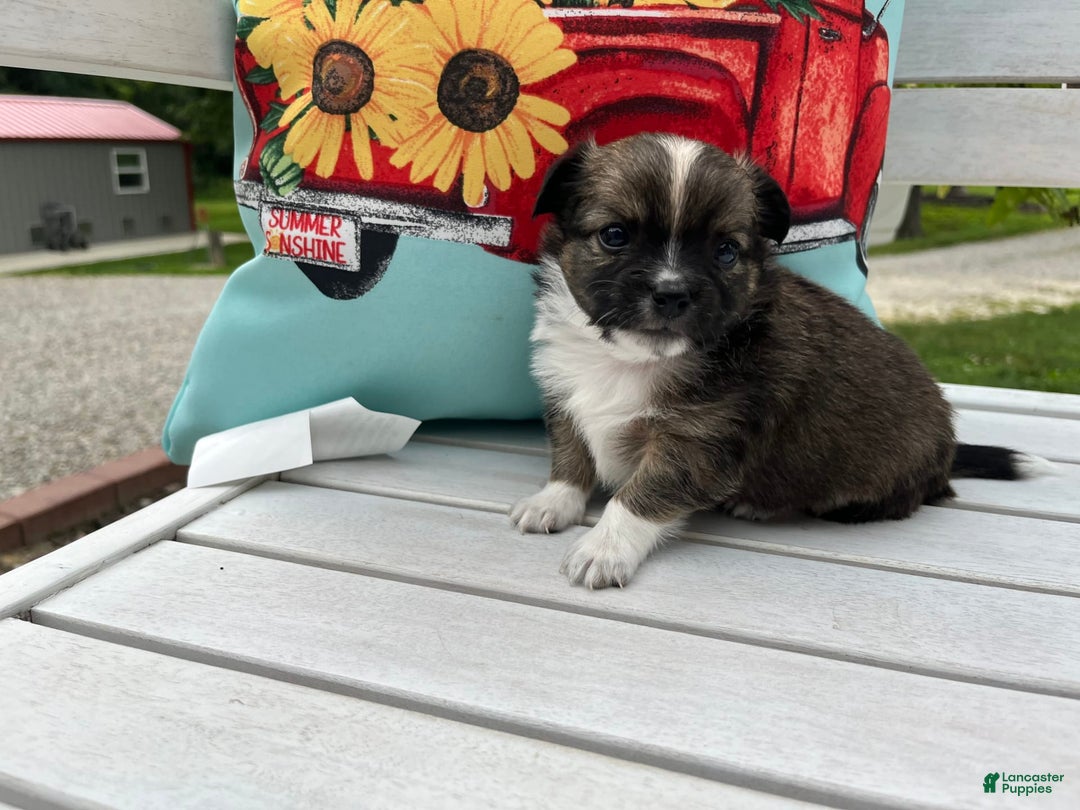 Chihuahua dogs for sale: Liam - Image 6
