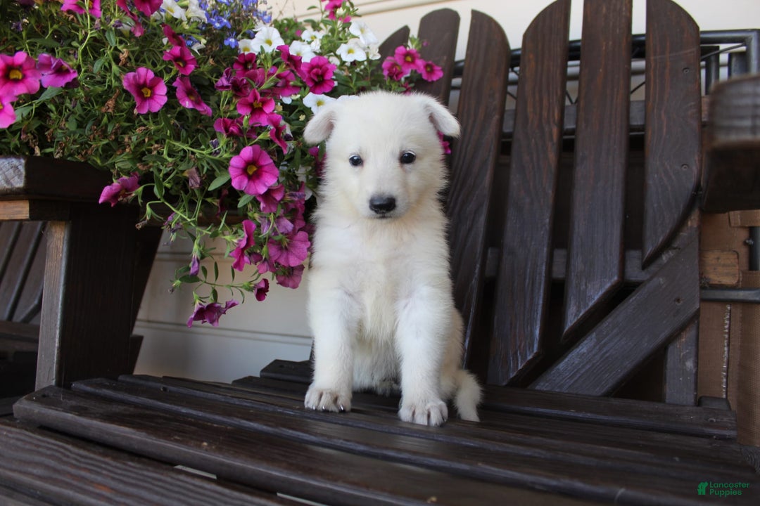 German Shepherd dogs for sale: June - Image 3