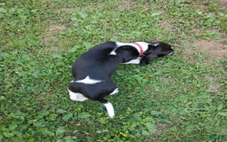 Basset Hound dogs for sale: Molly - Image 2