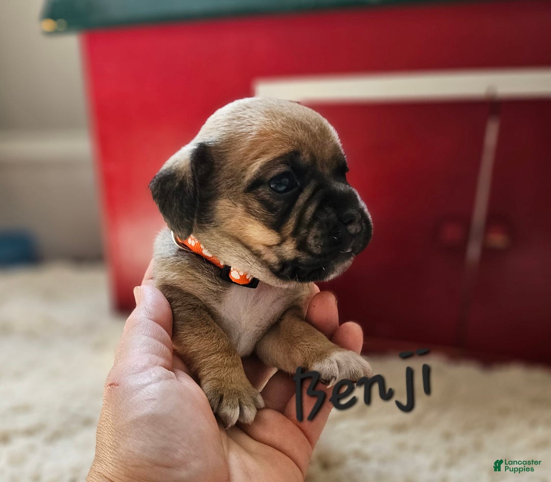 Puggle dogs for sale: Benji - Image 1