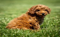 Goldendoodle dogs for sale: Annie - Image 6