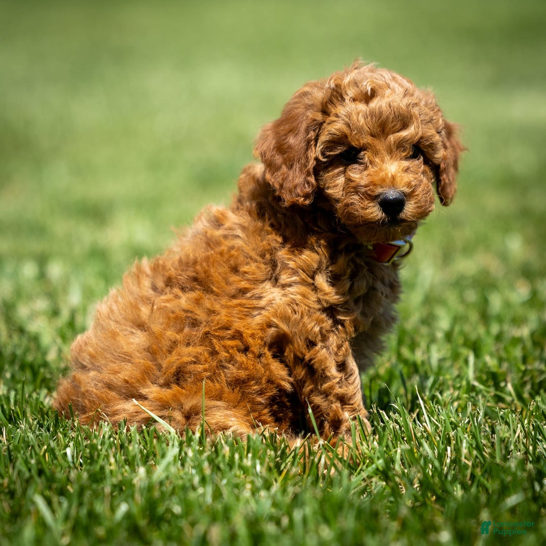 Goldendoodle dogs for sale: Annie - Image 6