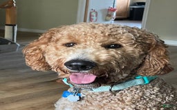 Goldendoodle dogs for sale: Blue Collar - Image 6