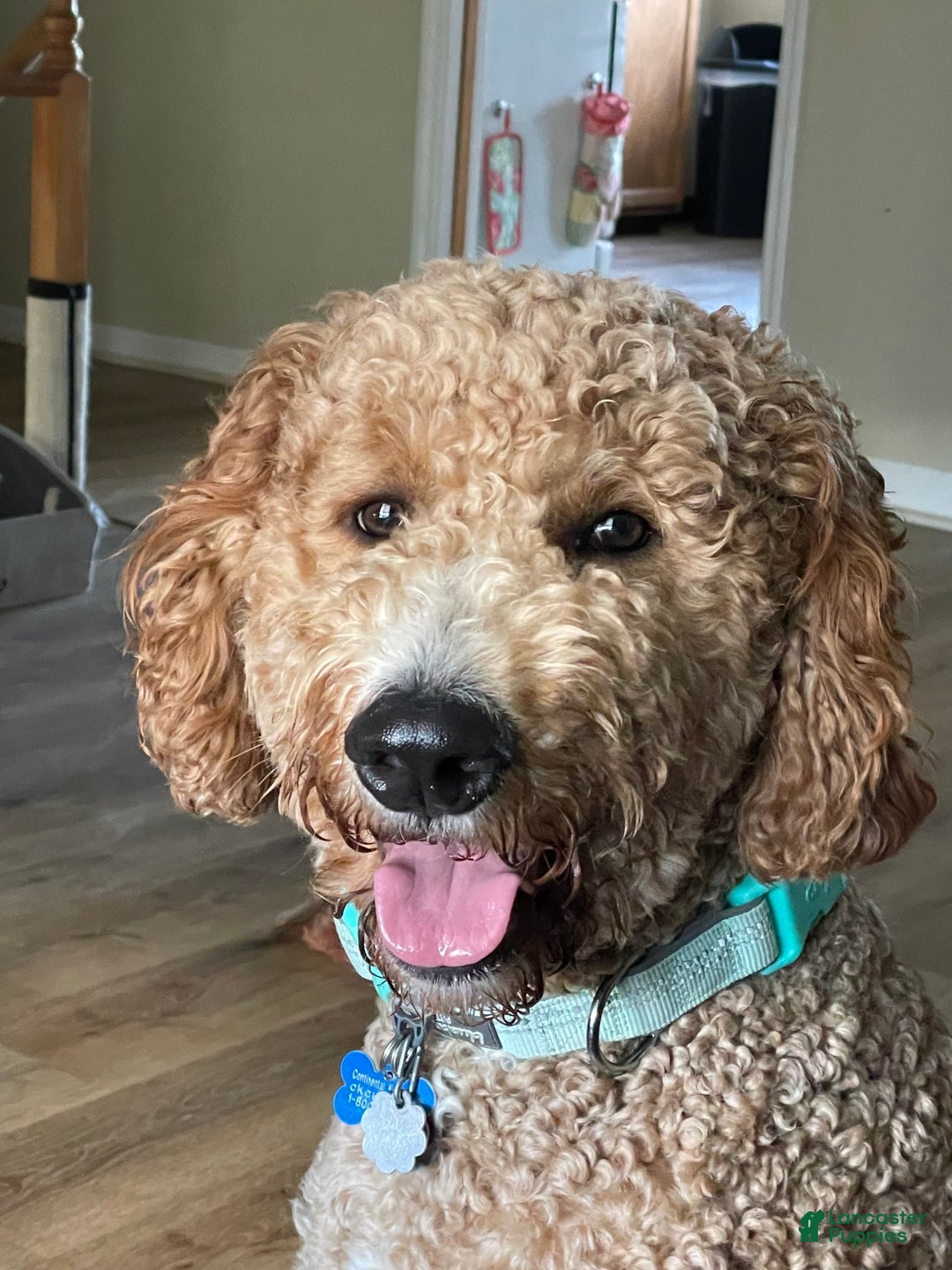 Goldendoodle dogs for sale: Blue Collar - Image 6