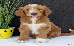 Goldendoodle dogs for sale: Mikey - Image 28