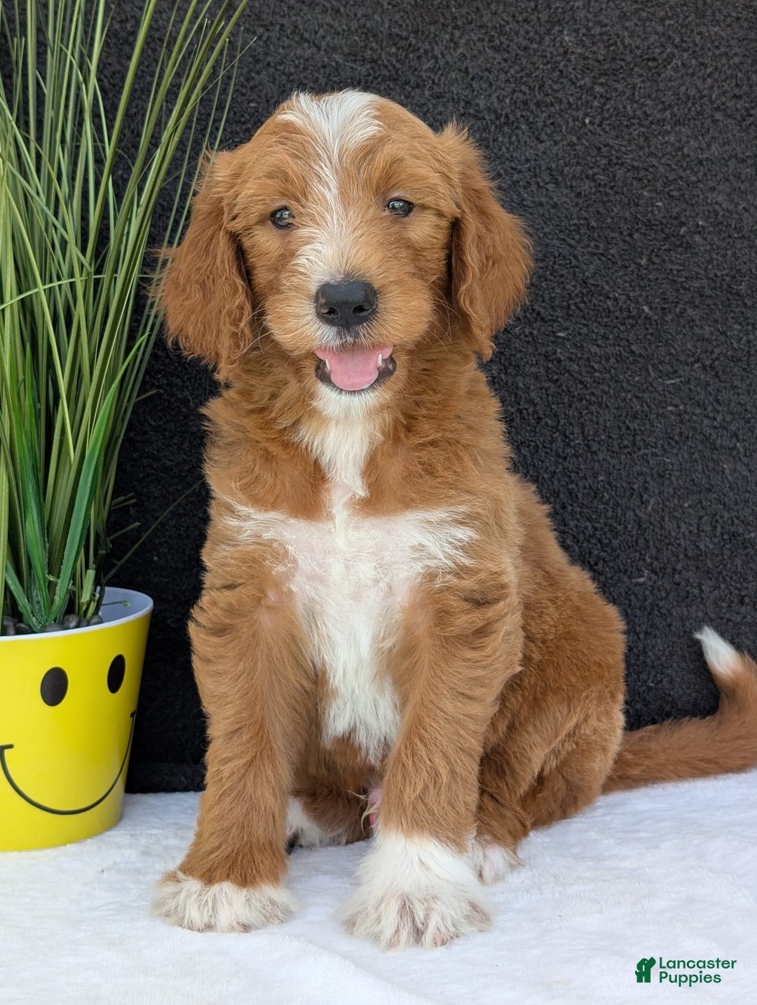 Goldendoodle dogs for sale: Mikey - Image 28