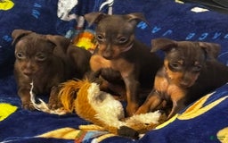 Miniature Pinscher dogs for sale: Petunia - Image 10