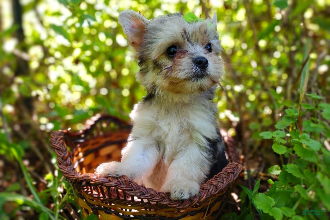 Morkie dogs for sale: Rare Merle Dragonfly - Image 18