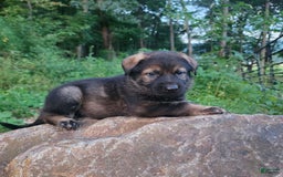 German Shepherd dogs for sale: Karma - Image 3