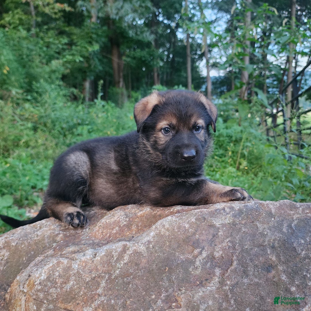 German Shepherd dogs for sale: Karma - Image 3