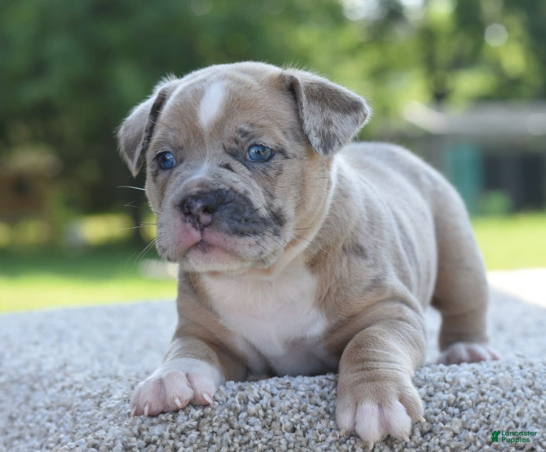 Olde English Bulldogge dogs for sale: Rosie Mini Bulldogge - Image 21