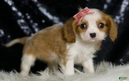 Cavalier King Charles Spaniel dogs for sale: Moana - Image 3