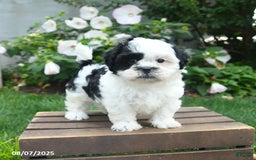 Teddy Bear dogs for sale: Star - Image 5