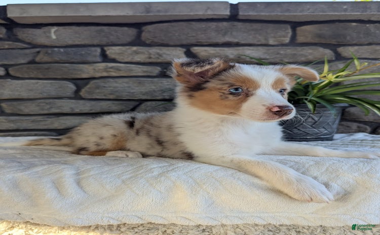 Australian Shepherd dogs for sale - Ad 4