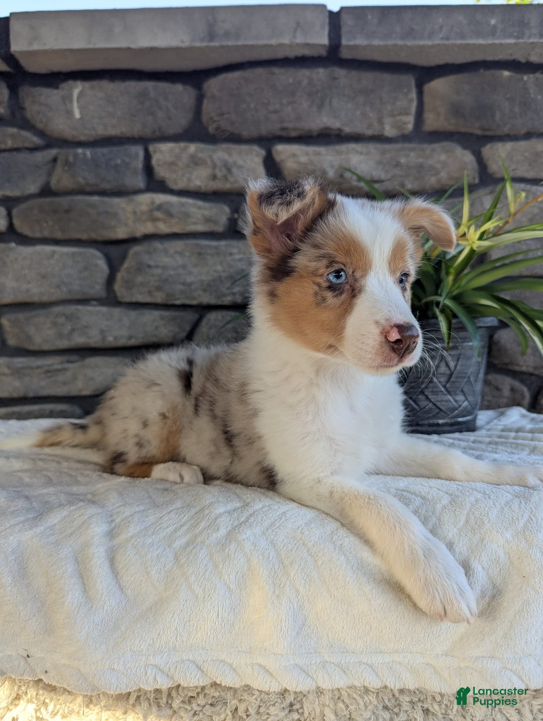Australian Shepherd dogs for sale: Litty - Image 1