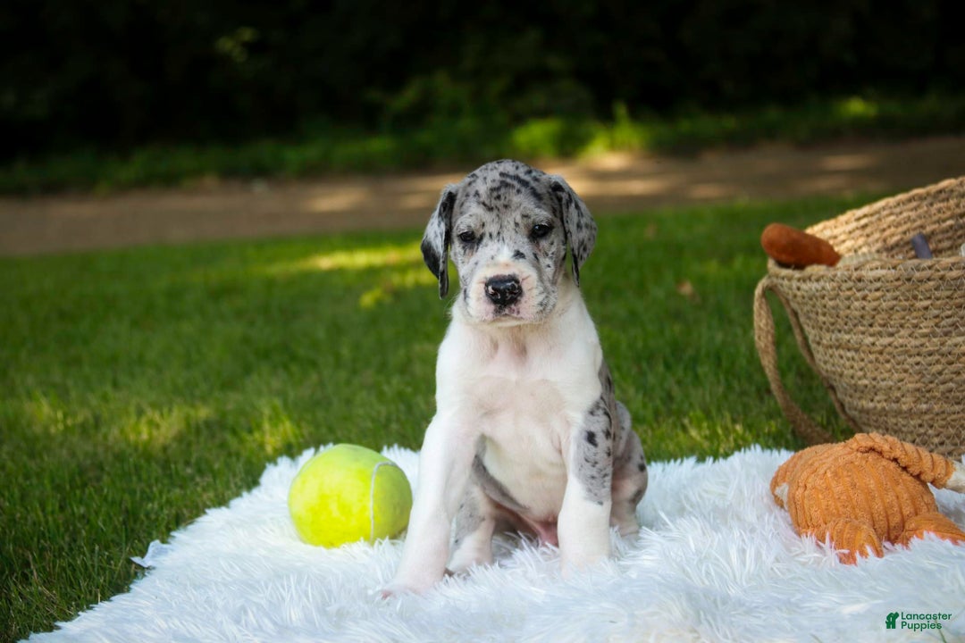 Great Dane dogs for sale: Duke - Image 2