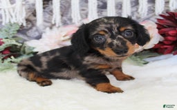 Miniature Dachshund dogs for sale: Gavin - Image 10