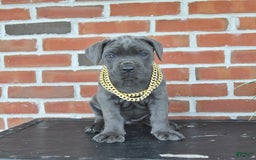 Cane Corso dogs for sale: Jasmine - Image 1
