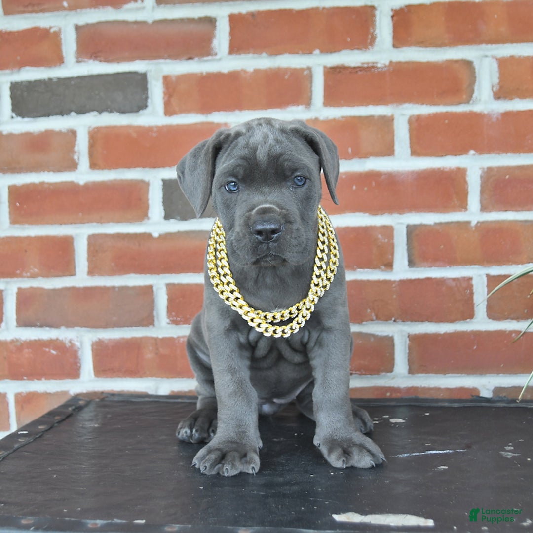 Cane Corso dogs for sale: Jasmine - Image 1