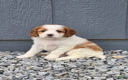 Cavapoo dogs for sale: Ellie - Image 4