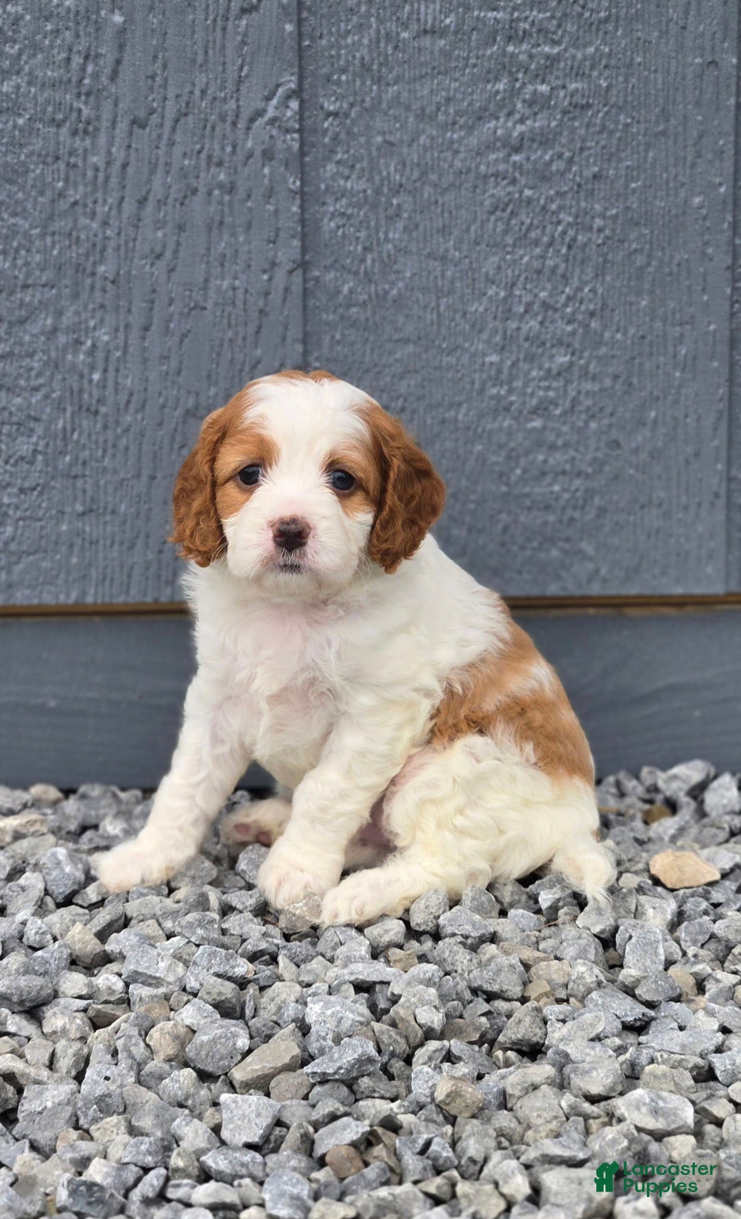 Cavapoo dogs for sale: Ellie - Image 4
