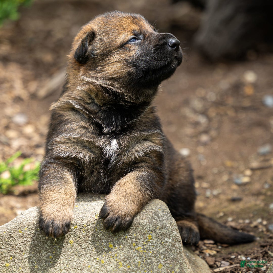 German Shepherd dogs for sale: Freya - Image 1