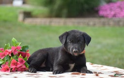 German Shepherd dogs for sale: Abby - Image 3