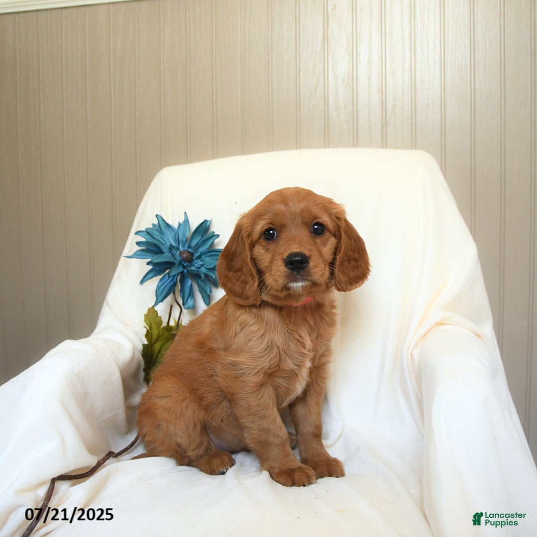 Miniature Golden Retriever dogs for sale: Ruthie - Image 3