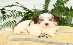 Havanese dogs for sale: Max - Image 3