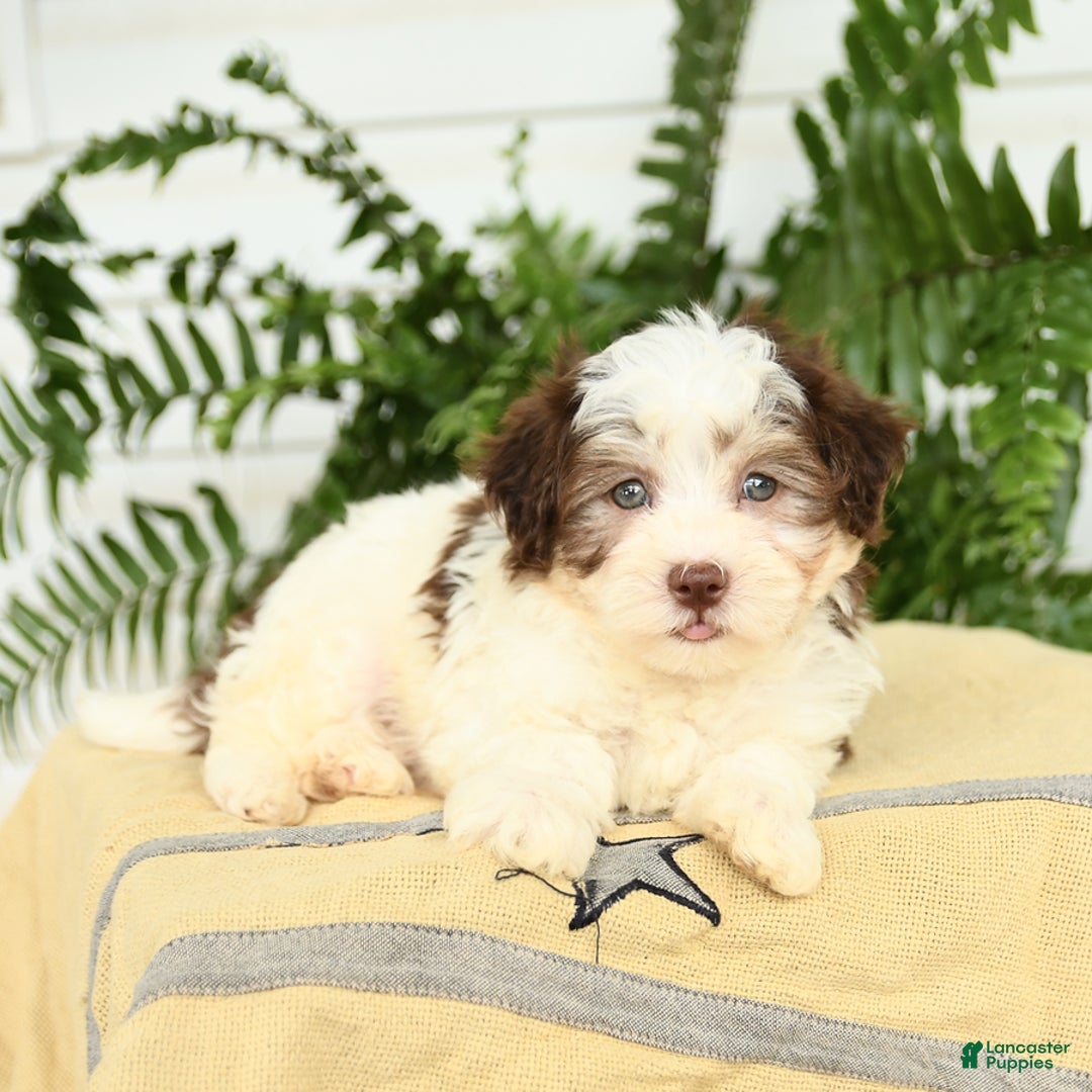 Havanese dogs for sale: Max - Image 3