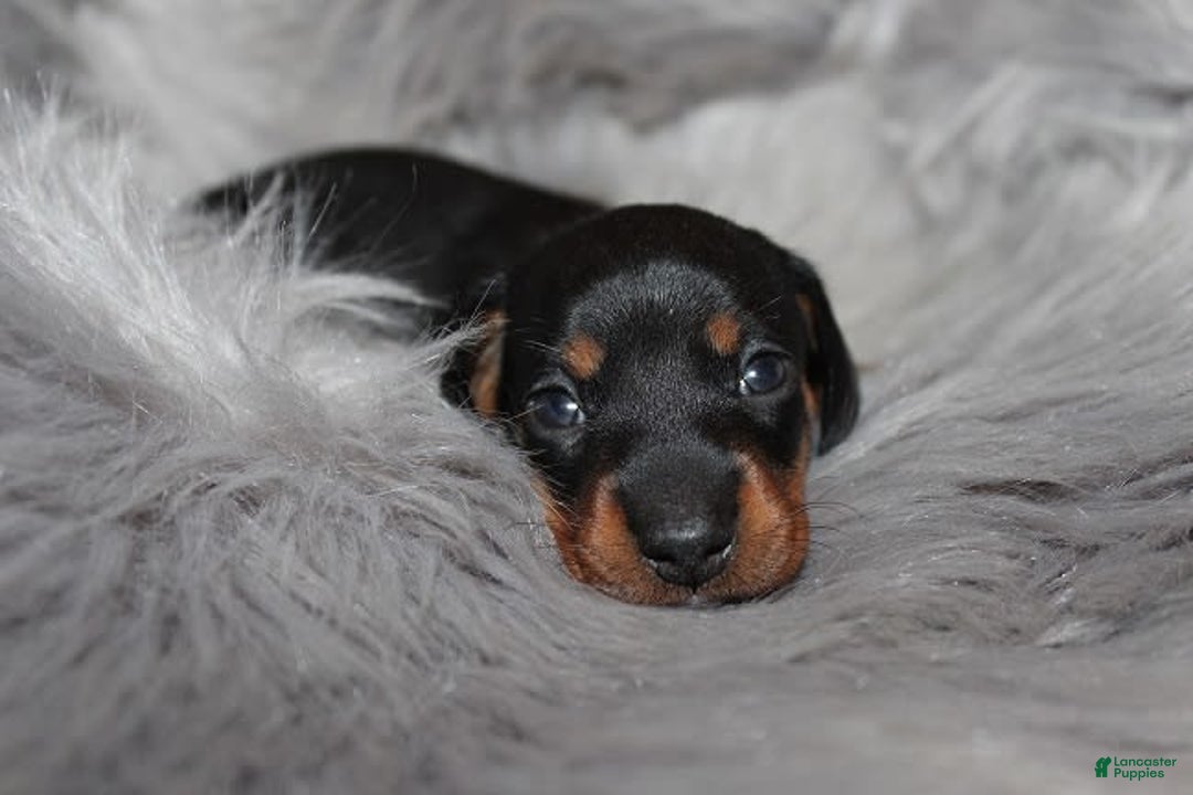 Dachshund dogs for sale: Raven Girl 2 - Image 11