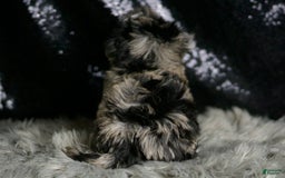 Maltipoo dogs for sale: Picasso - Image 4