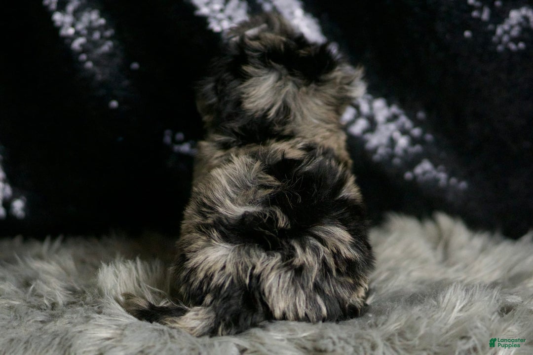 Maltipoo dogs for sale: Picasso - Image 4