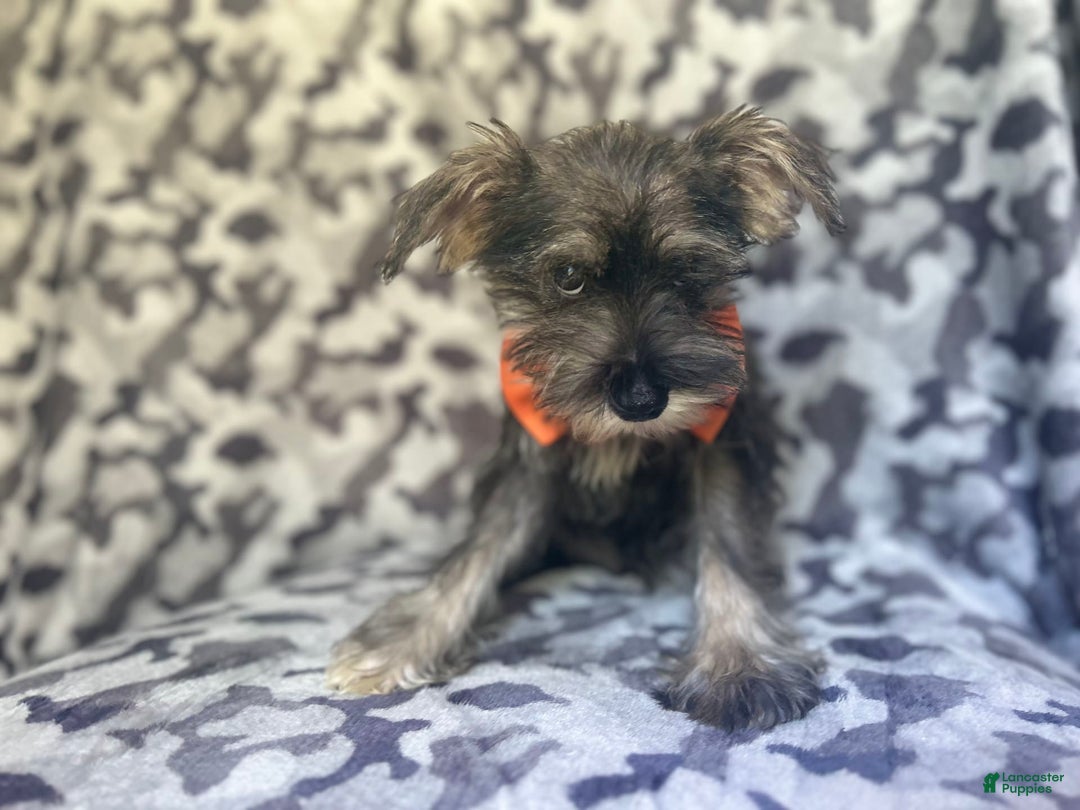 Miniature Schnauzer dogs for sale: Huck - Image 4