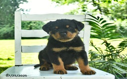 Rottweiler dogs for sale: Teddy - Image 4