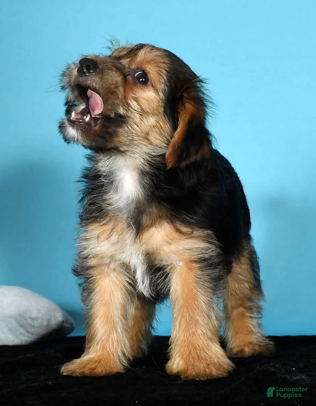 Yorkshire Terrier dogs for sale: Joey - Image 7