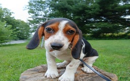 Beagle dogs for sale: Max - Image 2