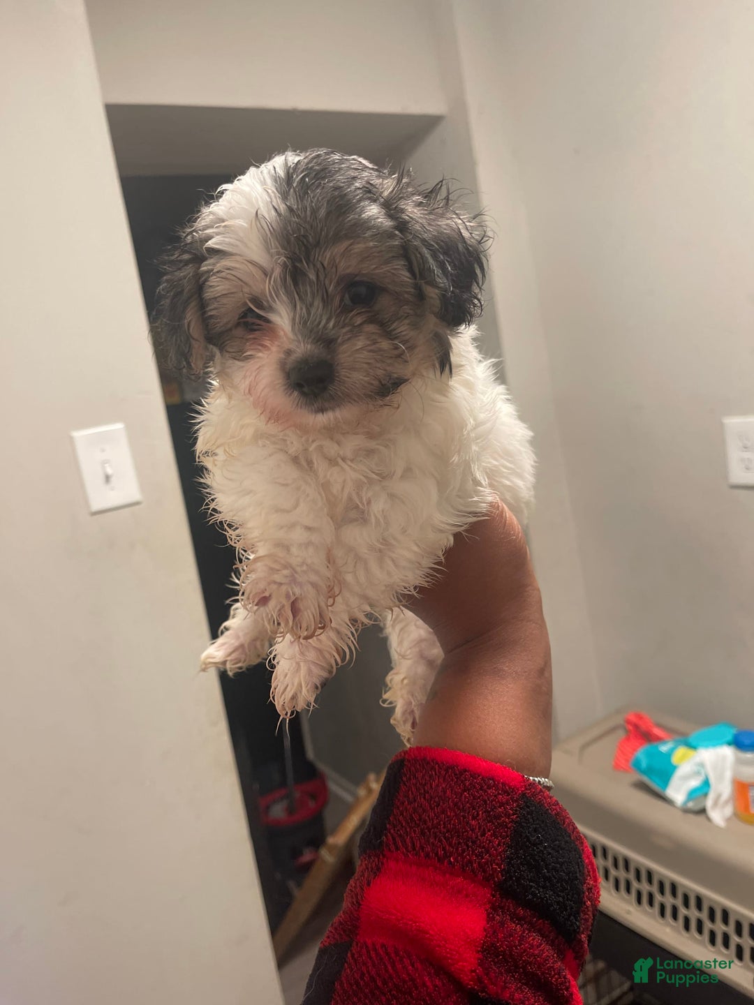Maltese dogs for sale: No Name - Image 2