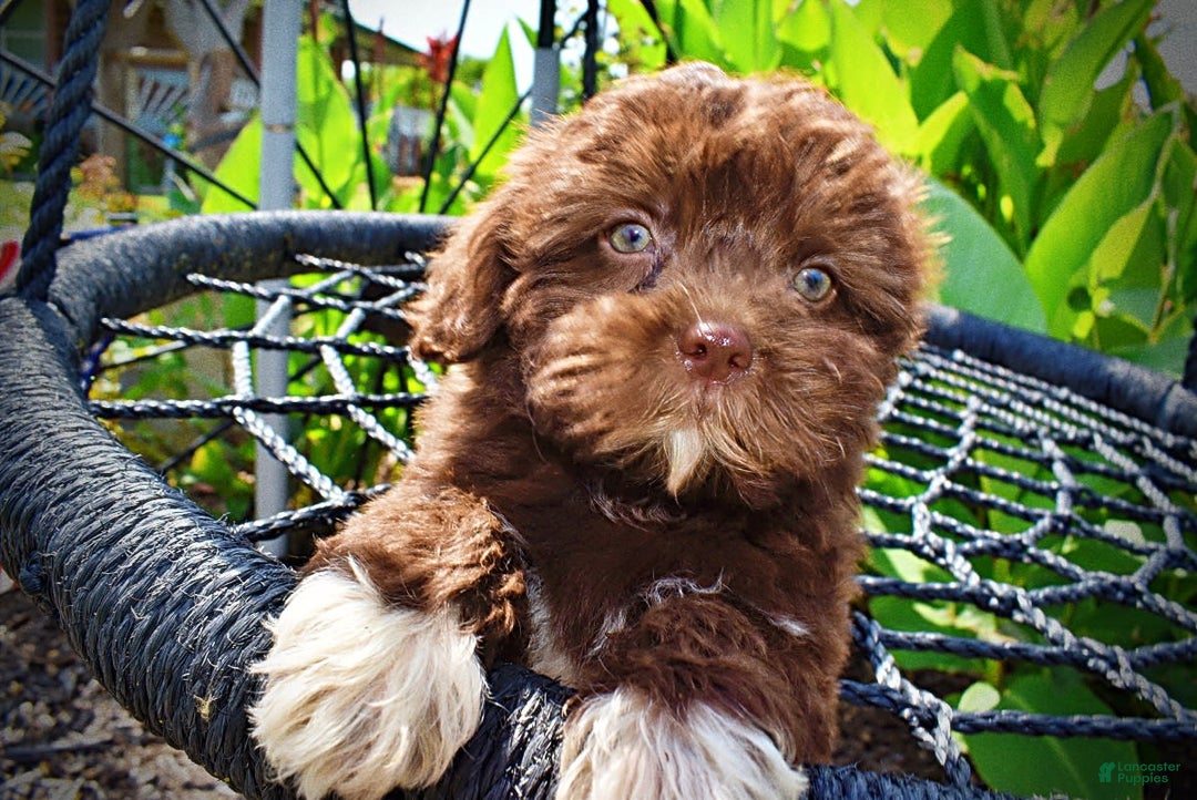 Havapoo dogs for sale: Classy - Image 5