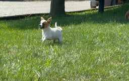 Chihuahua dogs for sale: Skeeter - Image 6