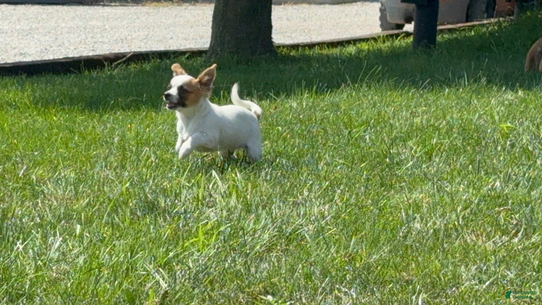 Chihuahua dogs for sale: Skeeter - Image 6