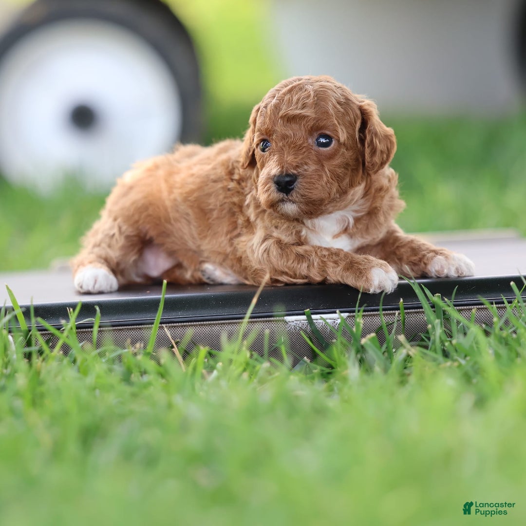 Toy Poodle dogs for sale: Misty - Image 2