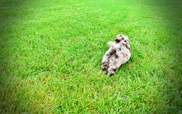 Havapoo dogs for sale: Darling - Image 9