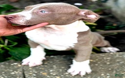 American Bully dogs for sale: "   Aaliyah" - Image 3