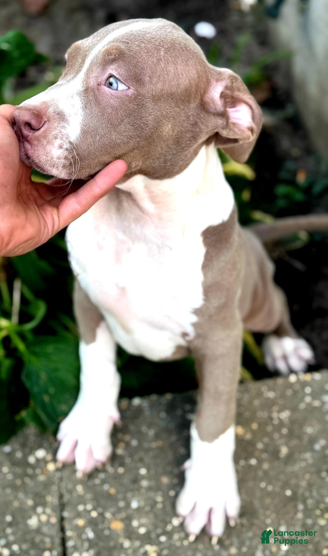 American Bully dogs for sale: "   Aaliyah" - Image 3