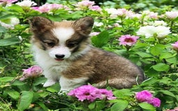 Welsh Corgi Pembroke dogs for sale: Tink Fluffy - Image 13